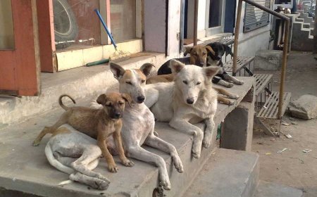 দিল্লির লোকালয় থেকে সব পথকুকুরদের সরানোর নির্দেশ সুপ্রিম কোর্টের