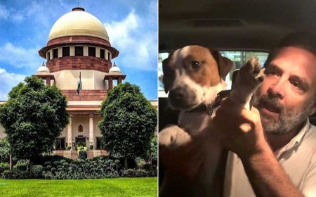 দিল্লির পথকুকুরদের নিয়ে ‘সুপ্রিম’ নির্দেশে ক্ষুব্ধ রাহুল