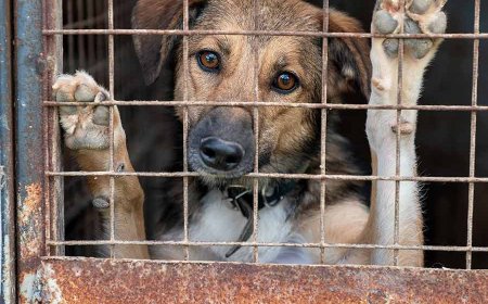 ‘পথকুকুর নিয়ে নির্দেশ খতিয়ে দেখব’, জানালেন সুপ্রিম কোর্টের প্রধান বিচারপতি