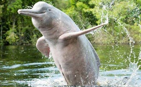 গাঙ্গেয় ডলফিন তথা শুশুক হল জাতীয় জলজ প্রাণী, তা ধরলে বন্যপ্রাণী আইনে দন্ডনীয় অপরাধ