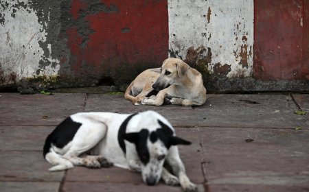 পথকুকুর নিয়ে সুপ্রিম রায় প্রয়োগ রাজস্থানে
