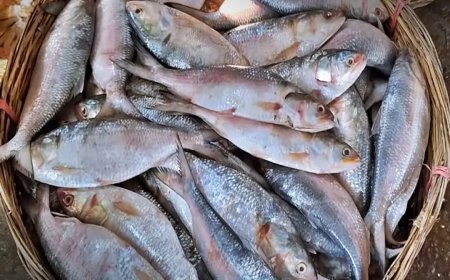 ভারতে টন টন ইলিশ পাঠাচ্ছে বাংলাদেশ