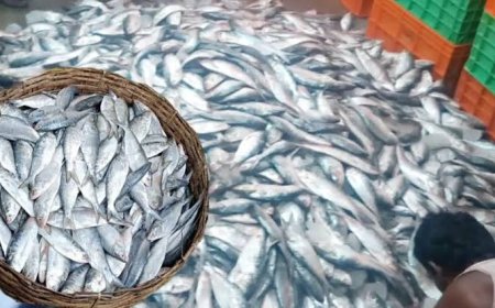 খোকা ইলিশের গাড়ি আটকাতেই ক্ষোভ