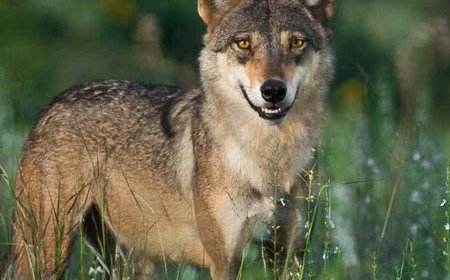 উত্তরপ্রদেশে ফের নেকড়ের আতঙ্ক, ২ শিশুকে তুলে নিয়ে পালাল, পরে দেহ উদ্ধার