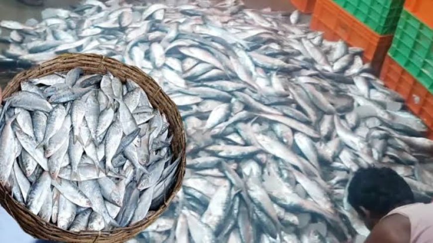 খোকা ইলিশের গাড়ি আটকাতেই ক্ষোভ