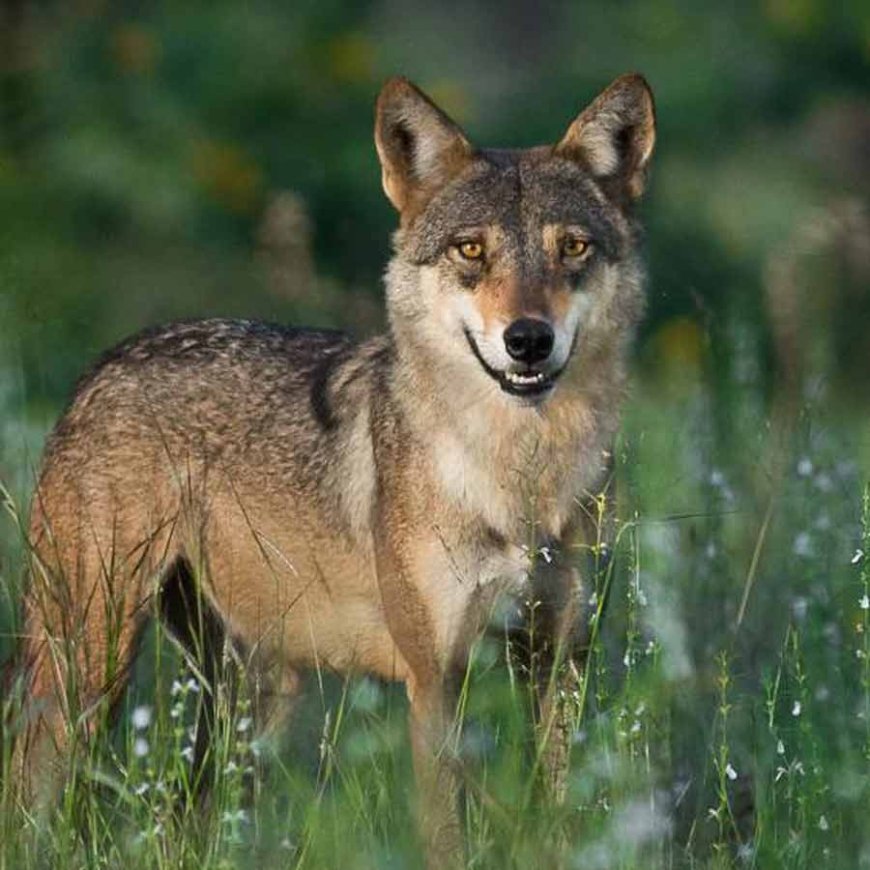 উত্তরপ্রদেশে ফের নেকড়ের আতঙ্ক, ২ শিশুকে তুলে নিয়ে পালাল, পরে দেহ উদ্ধার