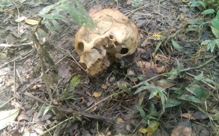 সুপারি বাগান থেকে মানুষের খুলি ও কঙ্কাল উদ্ধার করে চাঞ্চল্য ছড়ালো বারুইপুর এলাকায়।