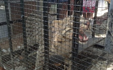 খাঁচায় ধরা পরল বাঘরোল, উদ্ধার করে নিয়ে গেল বনদপ্তর