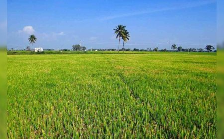 স্বামী-স্ত্রী দু’জনেই নিয়ে যাচ্ছেন কৃষক যোজনার টাকা! কেন্দ্রের হাতে ৩১ লক্ষ সন্দেহজনক নাম