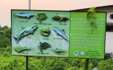 নিষেধ থাকা সত্ত্বেও সমুদ্র থেকে হাঙরের বাচ্চা ধরে নিয়ে আসছে কিছু ট্রলার, চুপ প্রশাসন