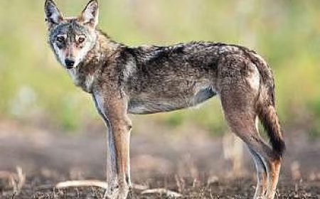 উত্তরপ্রদেশের ‘মানুষখেকো’ নেকড়েকে গুলি করে মারল বন দফতর, হামলায় মৃত্যু হয় চার শিশু-সহ ছ’জনের