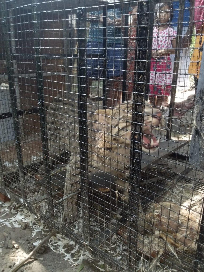 খাঁচায় ধরা পরল বাঘরোল, উদ্ধার করে নিয়ে গেল বনদপ্তর