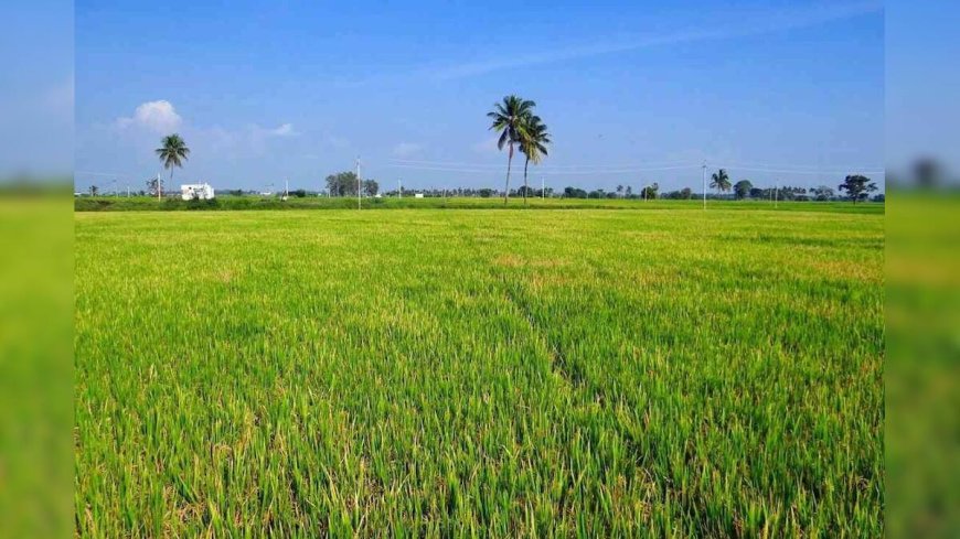 স্বামী-স্ত্রী দু’জনেই নিয়ে যাচ্ছেন কৃষক যোজনার টাকা! কেন্দ্রের হাতে ৩১ লক্ষ সন্দেহজনক নাম
