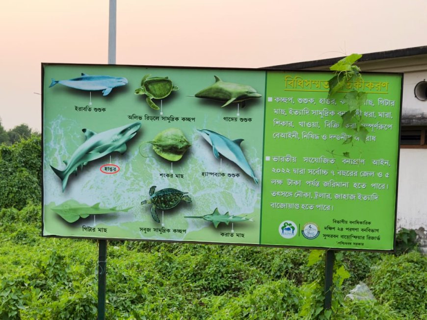 নিষেধ থাকা সত্ত্বেও সমুদ্র থেকে হাঙরের বাচ্চা ধরে নিয়ে আসছে কিছু ট্রলার, চুপ প্রশাসন