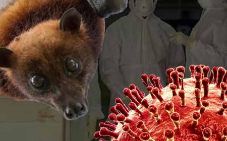 নিপা মোকাবিলায় রাজ্যের কাজের ভূয়সী প্রশংসা আইসিএমআর ডিজির