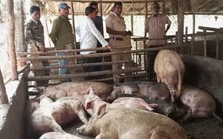 ঝাড়গ্রাম জেলার সাঁকরাইল ব্লকের নোয়াগা গ্রামে খাবারে বিষ মিশিয়ে ৭০ শূকর হত্যার অভিযোগ, চাঞ্চল্য