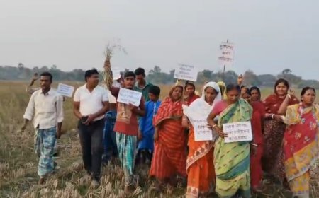 সুন্দরবনে নতুন আতঙ্ক: সুইচগেট ভেঙে নোনা জল ঢুকে সরিষা খেতে ব্যাপক ক্ষতি, বিক্ষোভ চাষিদের
