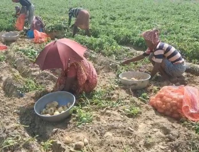 পূর্ব বর্ধমানের পূর্বস্থলীতে আলুর দাম তলানিতে, সারের খরচে দিশেহারা চাষিরা