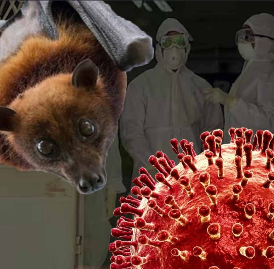 নিপা মোকাবিলায় রাজ্যের কাজের ভূয়সী প্রশংসা আইসিএমআর ডিজির