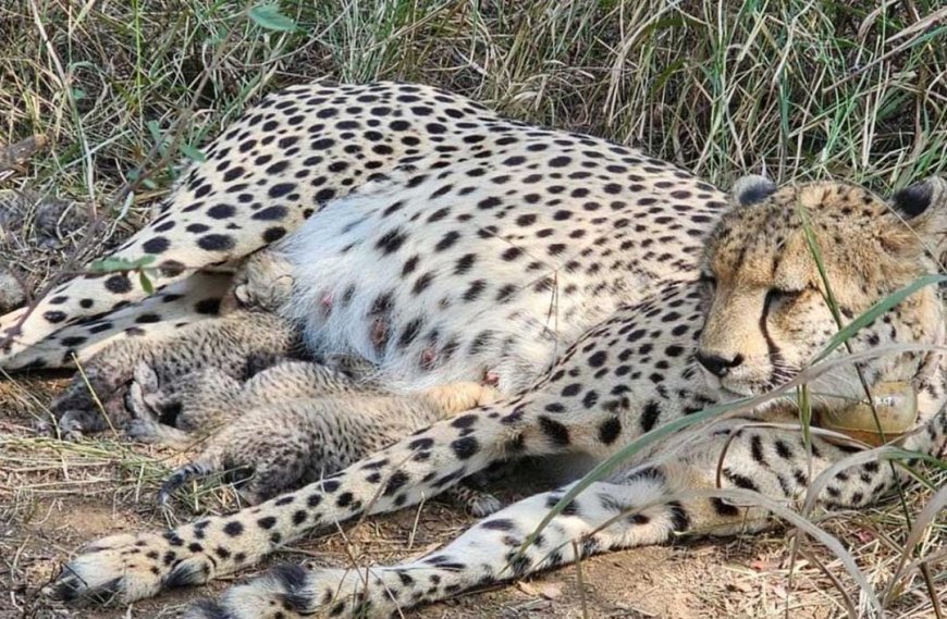 কুনোয় ৫ শাবকের জন্ম দিল জেমিনি