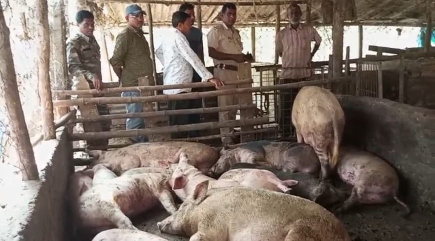 ঝাড়গ্রাম জেলার সাঁকরাইল ব্লকের নোয়াগা গ্রামে খাবারে বিষ মিশিয়ে ৭০ শূকর হত্যার অভিযোগ, চাঞ্চল্য