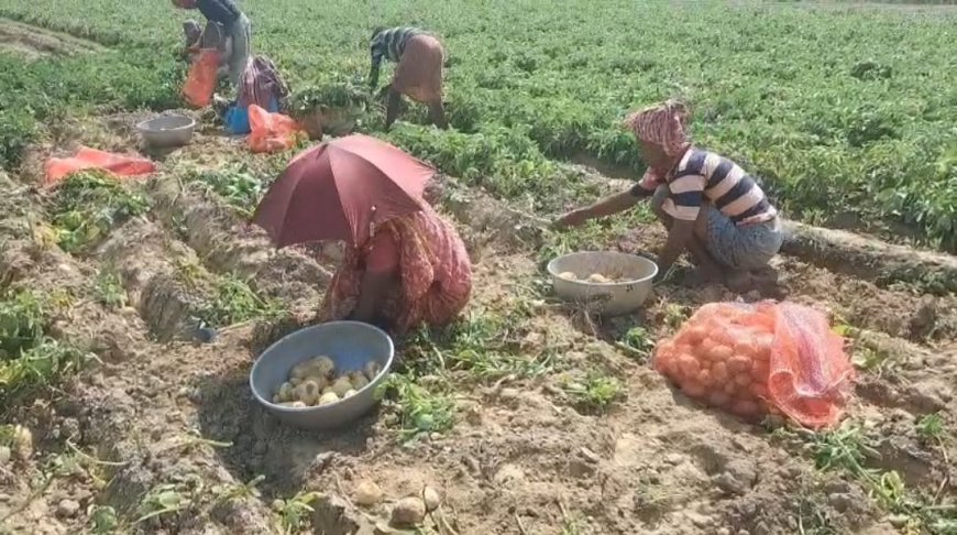 পূর্ব বর্ধমানের পূর্বস্থলীতে আলুর দাম তলানিতে, সারের খরচে দিশেহারা চাষিরা