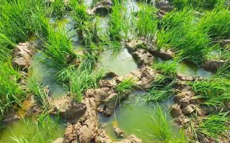 ঝাড়গ্রামের সাঁকরাইলে টানা সাত দিন হাতির তাণ্ডব, আতঙ্কে একাধিক গ্রাম