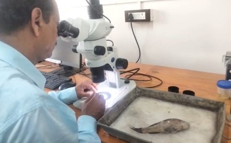 রূপনারায়ণ নদীতে নতুন প্রজাতির মাছের সন্ধান, নাম ‘বুটিস বর্গভীমি’