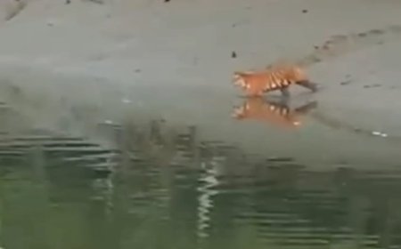 দক্ষিণ ২৪ পরগনার সুন্দরবনে শাবকসহ বাঘের নদী পারের বিরল দৃশ্য ভাইরাল