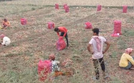 পূর্ব বর্ধমানের পূর্বস্থলীতে দামের ধসে বিপাকে পেঁয়াজ চাষিরা