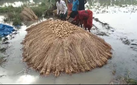 টানা বৃষ্টিতে বিপর্যস্ত চন্দ্রকোনা ২ নম্বর ব্লকের কইগেড়া গ্রামের আলু চাষ