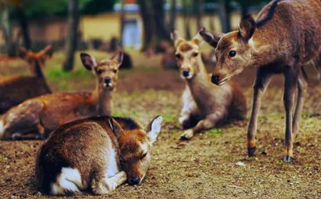 ছত্তিশগড়ে সংরক্ষণ কেন্দ্রে পথকুকুরের হামলায় মৃত ১৫ হরিণের, সাসপেন্ড চার বনকর্মী