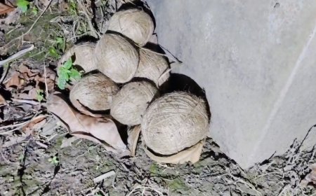 রাতের অন্ধকারে ভাঙড়ে তাজা বোমা উদ্ধার, চাঞ্চল্য এলাকায়