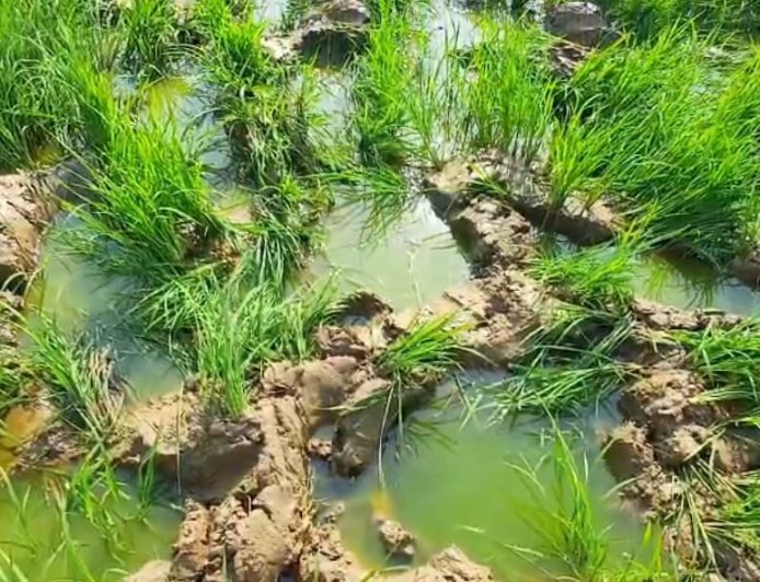 ঝাড়গ্রামের সাঁকরাইলে টানা সাত দিন হাতির তাণ্ডব, আতঙ্কে একাধিক গ্রাম