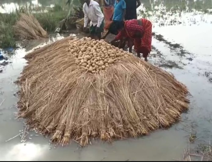 টানা বৃষ্টিতে বিপর্যস্ত চন্দ্রকোনা ২ নম্বর ব্লকের কইগেড়া গ্রামের আলু চাষ