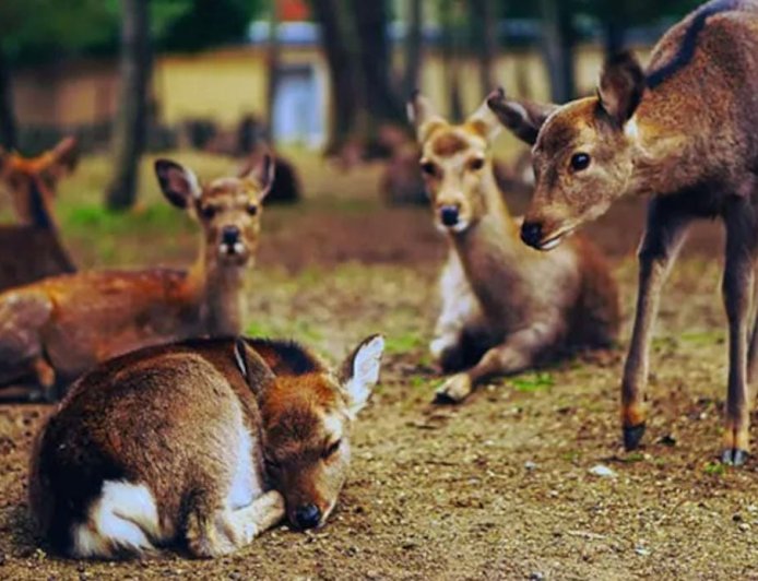 ছত্তিশগড়ে সংরক্ষণ কেন্দ্রে পথকুকুরের হামলায় মৃত ১৫ হরিণের, সাসপেন্ড চার বনকর্মী