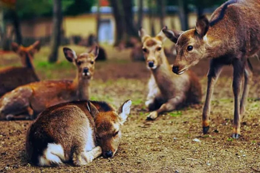 ছত্তিশগড়ে সংরক্ষণ কেন্দ্রে পথকুকুরের হামলায় মৃত ১৫ হরিণের, সাসপেন্ড চার বনকর্মী