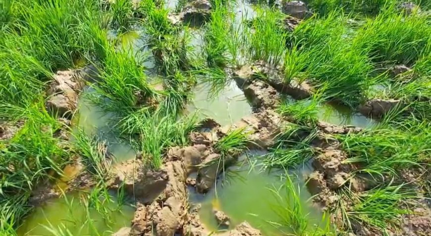 ঝাড়গ্রামের সাঁকরাইলে টানা সাত দিন হাতির তাণ্ডব, আতঙ্কে একাধিক গ্রাম