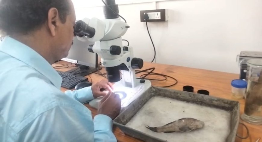 রূপনারায়ণ নদীতে নতুন প্রজাতির মাছের সন্ধান, নাম ‘বুটিস বর্গভীমি’