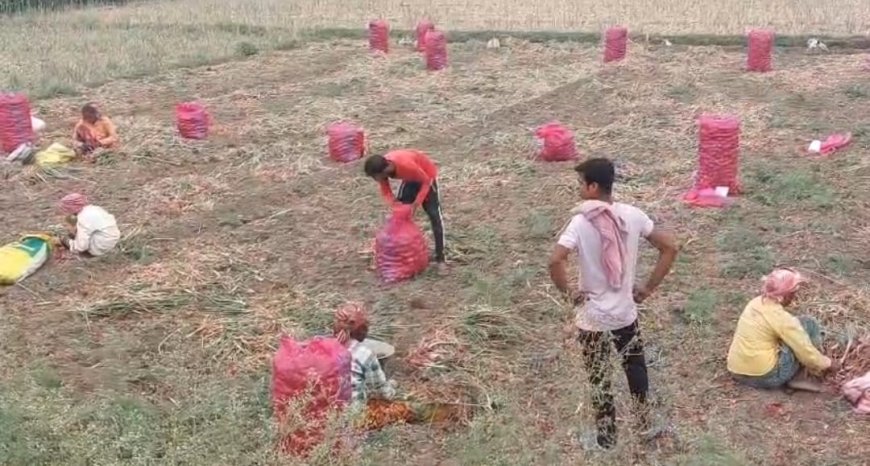 পূর্ব বর্ধমানের পূর্বস্থলীতে দামের ধসে বিপাকে পেঁয়াজ চাষিরা