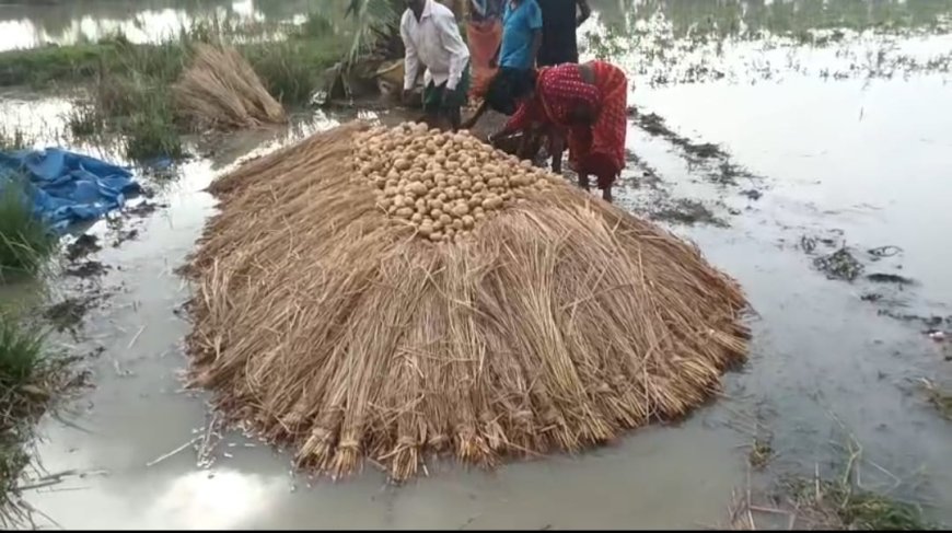 টানা বৃষ্টিতে বিপর্যস্ত চন্দ্রকোনা ২ নম্বর ব্লকের কইগেড়া গ্রামের আলু চাষ