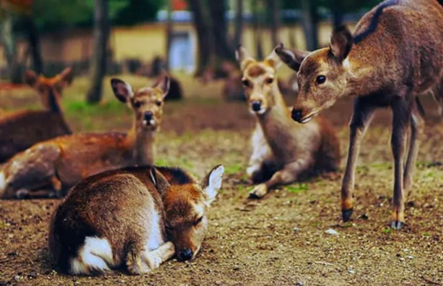 ছত্তিশগড়ে সংরক্ষণ কেন্দ্রে পথকুকুরের হামলায় মৃত ১৫ হরিণের, সাসপেন্ড চার বনকর্মী