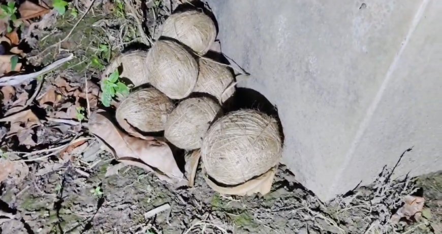 রাতের অন্ধকারে ভাঙড়ে তাজা বোমা উদ্ধার, চাঞ্চল্য এলাকায়