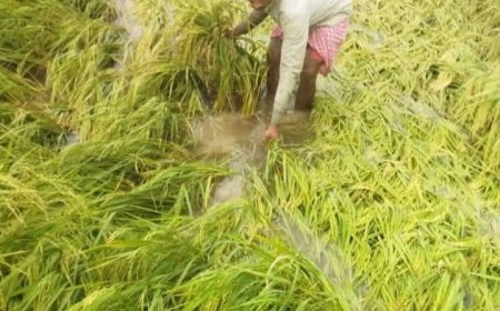 সোনার ধানে দুর্যোগের ছোবল! কালবৈশাখীর তান্ডবে তছনছ সুন্দরবনের কৃষি; মাথায় হাত নামখানা-সাগরের কয়েক হাজার চাষির