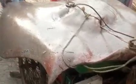 নদীতে দৈত্য! কুল্পীর জালে ২ কুইন্টালের সংকর মাছ, চোখ কপালে এলাকাবাসীর