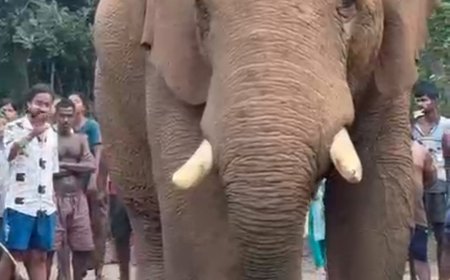 সুস্থ হয়ে ফের তাণ্ডবে 'রামলাল', খাবারের খোঁজে গ্রামে গ্রামে ঘোরাফেরা -আতঙ্কে ঝাড়গ্রাম