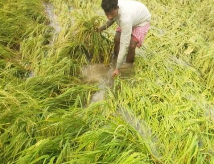 সোনার ধানে দুর্যোগের ছোবল! কালবৈশাখীর তান্ডবে তছনছ সুন্দরবনের কৃষি; মাথায় হাত নামখানা-সাগরের কয়েক হাজার চাষির
