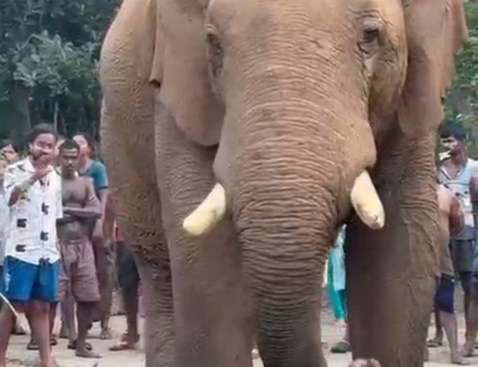 সুস্থ হয়ে ফের তাণ্ডবে 'রামলাল', খাবারের খোঁজে গ্রামে গ্রামে ঘোরাফেরা -আতঙ্কে ঝাড়গ্রাম