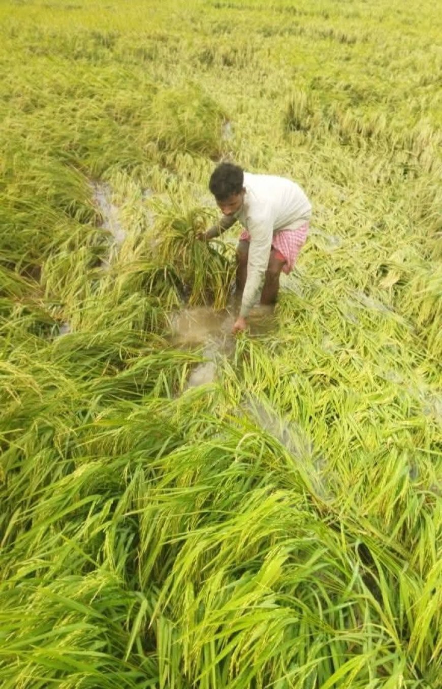 সোনার ধানে দুর্যোগের ছোবল! কালবৈশাখীর তান্ডবে তছনছ সুন্দরবনের কৃষি; মাথায় হাত নামখানা-সাগরের কয়েক হাজার চাষির