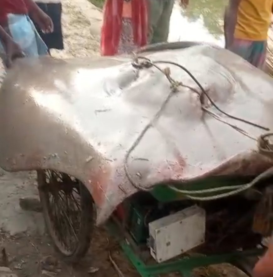 নদীতে দৈত্য! কুল্পীর জালে ২ কুইন্টালের সংকর মাছ, চোখ কপালে এলাকাবাসীর